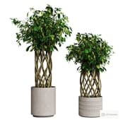 indoor plants. ficuses 2.