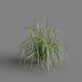MT PM V69 Miscanthus sinensis Variegatus 01 03