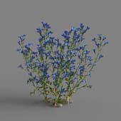 MT PM V64 Lobelia erinus 01 04