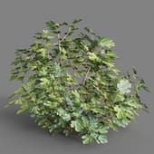 059 ficus carica