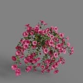 MT PM V64 Petunia hybrida Vilm 01 06