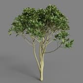 MT PM V38 Camellia sinensis 01 09