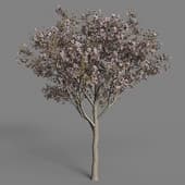 Malus Domestica 02