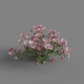 MT PM V64 Oenothera speciosa 01 02