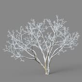 Acer saccharum 01 05