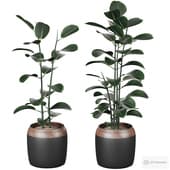 ficus