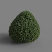 MT PM V28 Golden oriental arborvitae 01 03