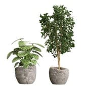 Plant419