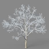 Acer saccharum 01 02