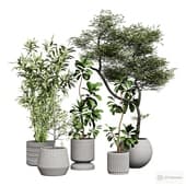 indoor plants 2.