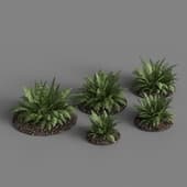 fern bush