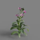 MT PM V64 Matthiola incana 01 01