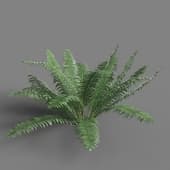 AM 154 041 Nephrolepis Cordifolia