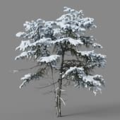 Cedrus deodara 01 04