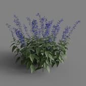 MT PM V66 Salvia guaranitica 01 03