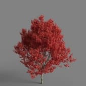 MT PM V65 Acer rubrum 01 03