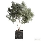 houseplant 02