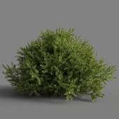 Chamaecyparis pisifera Sungold 01 05