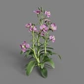 MT PM V64 Matthiola incana 01 02