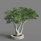 Ficus benjamina tree