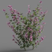 Lavatera cachemiriana 04
