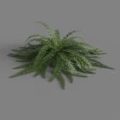 polyget Fern Var 4 1K