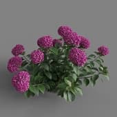 MT PM V66 Hydrangea macrophylla 01 03
