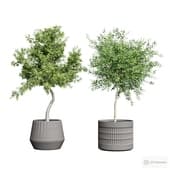 olive and myrtle in pots.