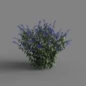 MT PM V66 Salvia guaranitica 01 01