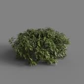MT PM V66 Ancuba japonica 01 05