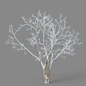 Acer saccharum 01 04