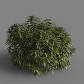 MT PM V66 Ancuba japonica 01 04