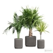 a set of indoor plants. palm trees.