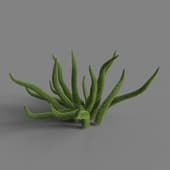 MT PM V66 Asparagus densiflorus 01 02