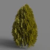 MT PM V85 Thuja sutchuenensis 01 01