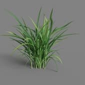 MT PM V38 Oryza sativa 01 04