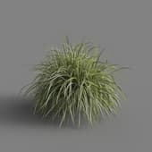 MT PM V69 Miscanthus sinensis Variegatus 01 05