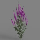 MT PM V66 Lythrum salicaria 01 02