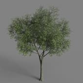 deciduous green tree