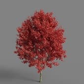MT PM V65 Acer rubrum 01 06