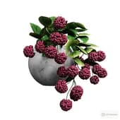 hoya in a vase