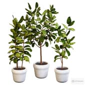 Ficus elastica indoor plant