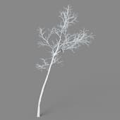 Alnus cremastogyne 01 06