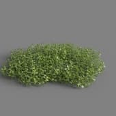 MT PM V83 Micranthemum umbrosum 01 02