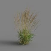 MT PM V65 Calamagrostis acutiflora 01 06