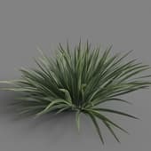 MT PM V78 Acorus calamus little 01 01