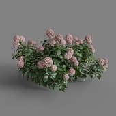 MT PM V70 Hydrangea macrophylla Crimson 01 06