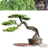 Bonsai 04 | PBR | Midpoly | HQ