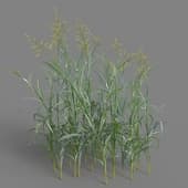 021 Phalaris arundinacea v3