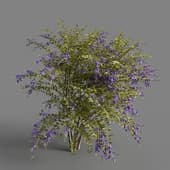 MT PM V68 Duranta repens 01 05
